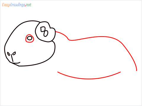 How To Draw A Cute Guinea Pig Step (6)