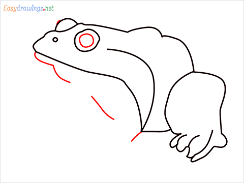 How To Draw A Frog Easy Step (6)