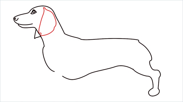 How to draw a Dachshund step (8)