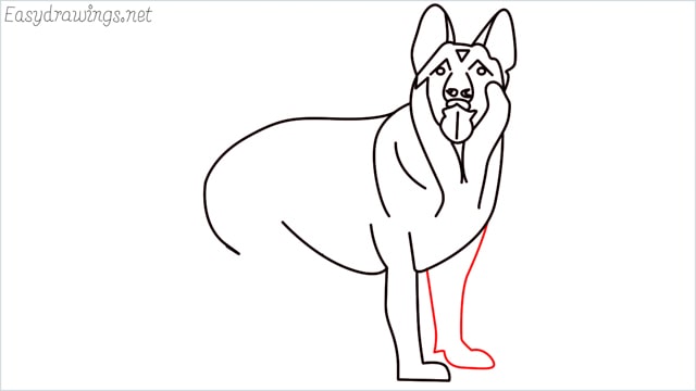How to draw a German Shepherd step (14)