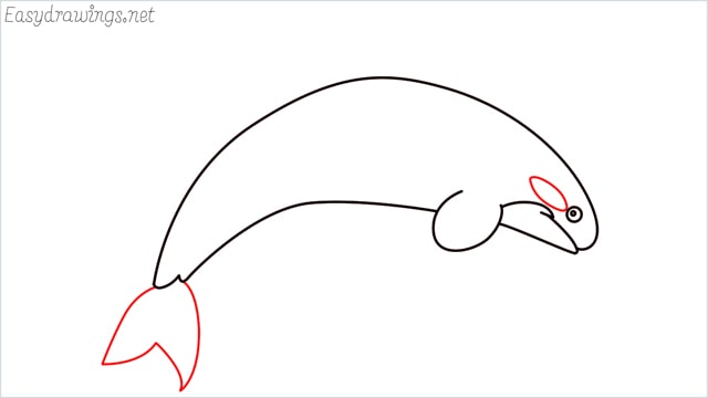 How to draw a Orca step (5)