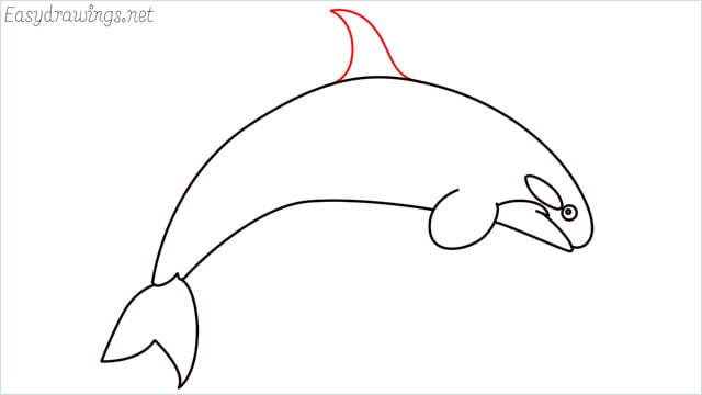 How to draw a Orca step (6)