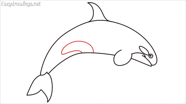 How to draw a Orca step (7)