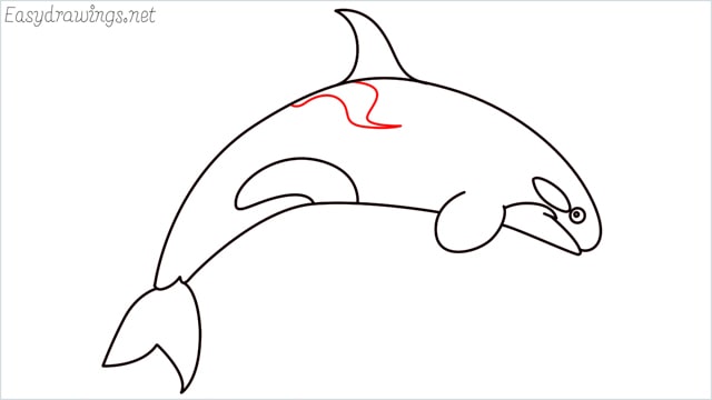 How to draw a Orca step (8)