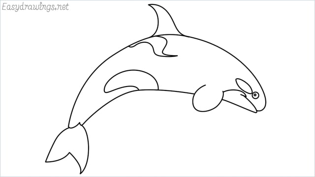 How to draw a Orca step by step