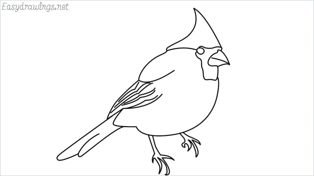 How to draw a cardinal bird step by step