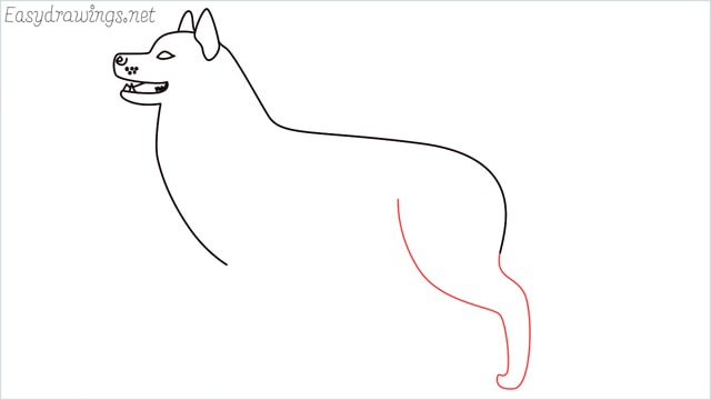 How to draw a husky step (8)