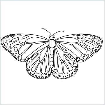Monarch butterfly drawing