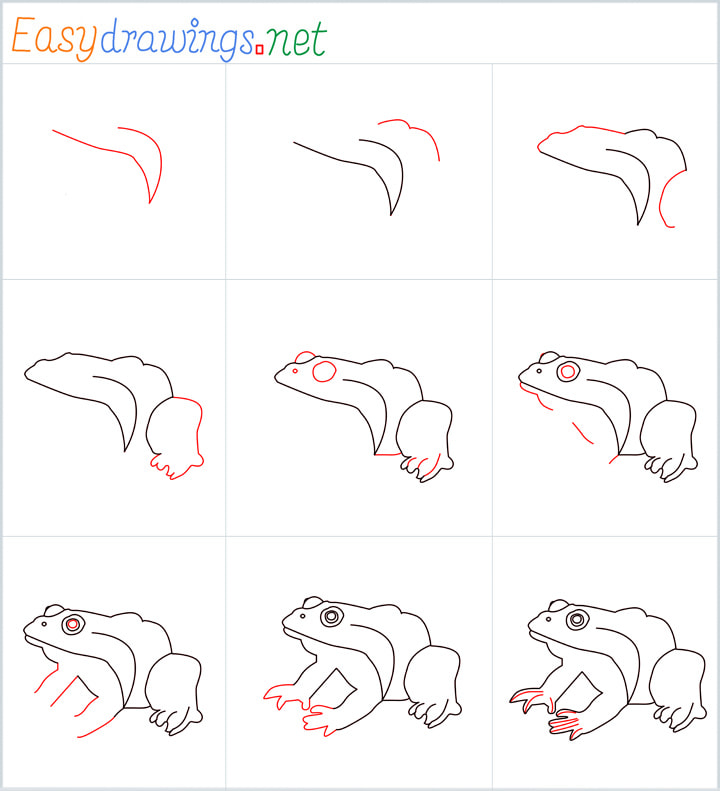 How To Draw A Frog Step By Step 9 Easy Phase   Overview Frog Drawing 