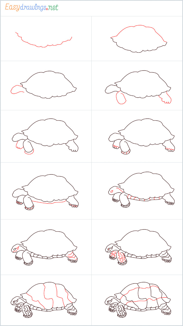 Overview Sea Turtle drawing steps