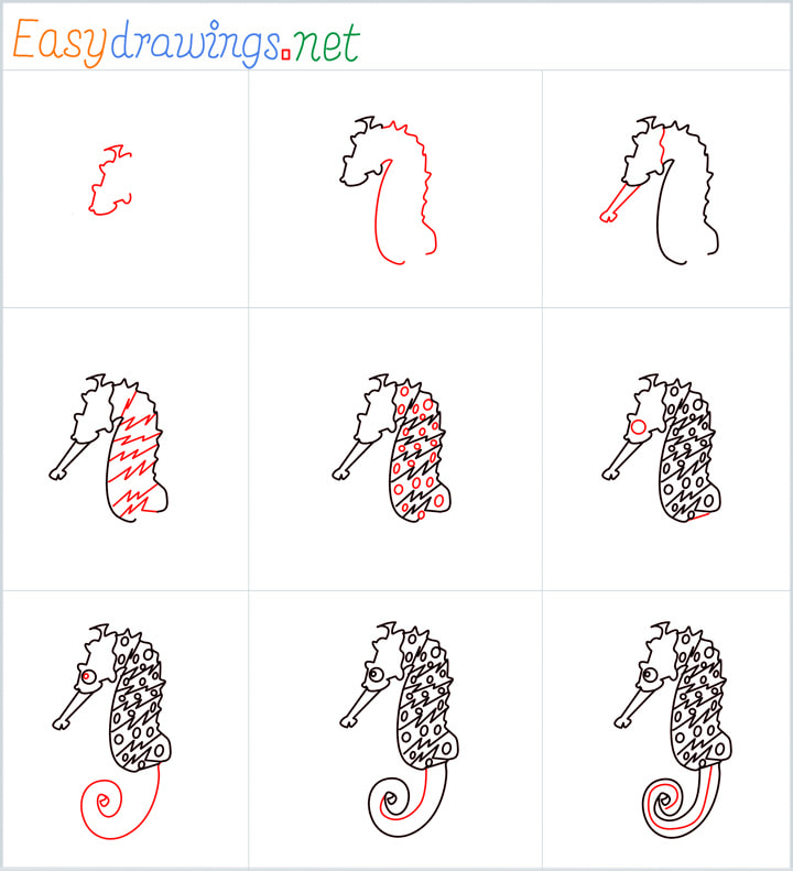 Overview Seahorse drawing steps