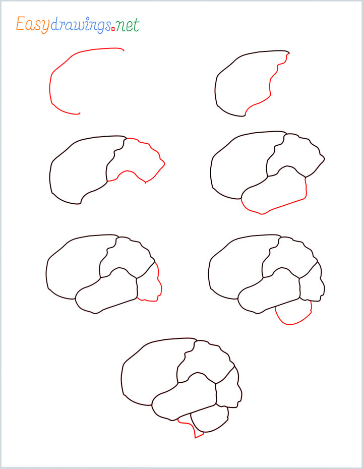 easy brain drawing