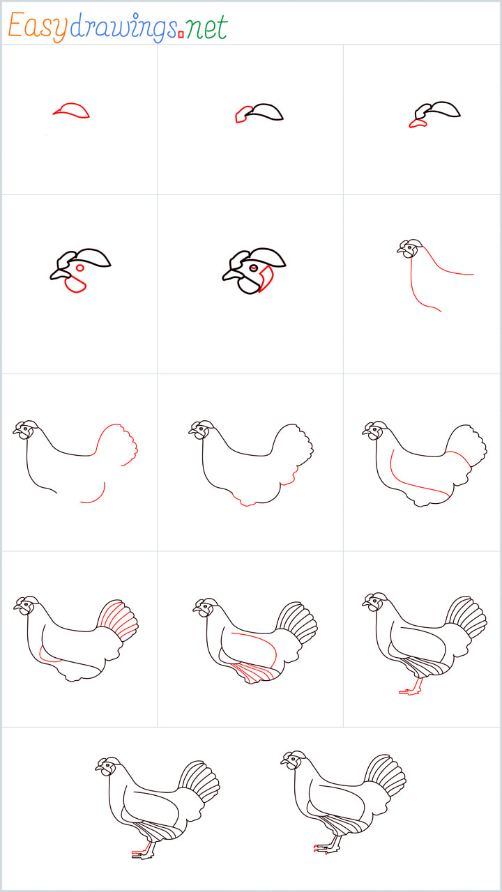 Overview hen Drawing