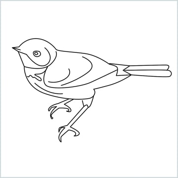 draw a Eastern bluebird