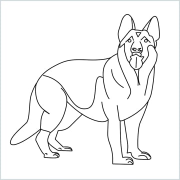 draw a German Shepherd