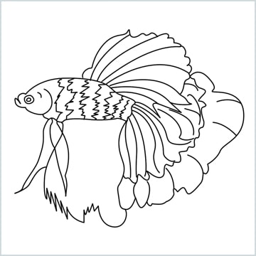 How To Draw A Betta Fish Step by Step- [15 Easy Phase]