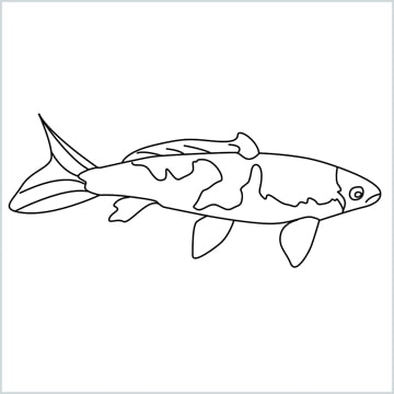 draw a koi fish