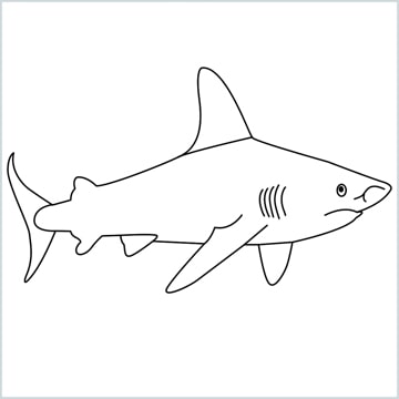 draw a shark