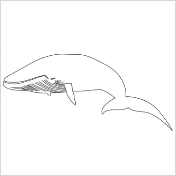 draw a whale