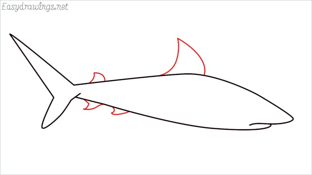 how to draw a baby great white shark step (5)