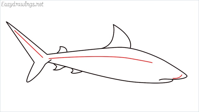 how to draw a baby great white shark step (6)