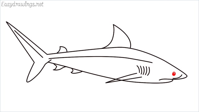 how to draw a baby great white shark step (9)