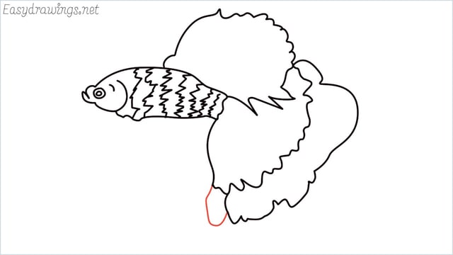 how to draw a betta fish step (10)