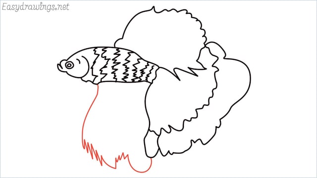 how to draw a betta fish step (11)