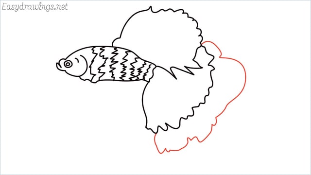 how to draw a betta fish step (9)