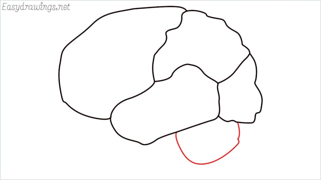 how to draw a brain step (6)