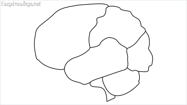 Frontal view of the brain showing the cerebral cortex, pons, medulla... | Brain  drawing, Brain painting, Drawings