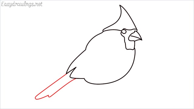 how to draw a cardinal bird step (7)