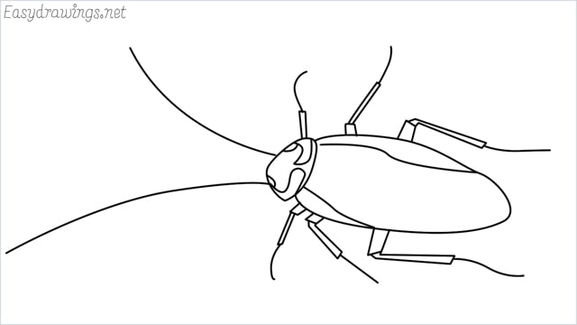 how to draw a cockroach step by step