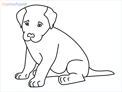 How To Draw A Sitting Dog Step By Step 12 Easy Phase