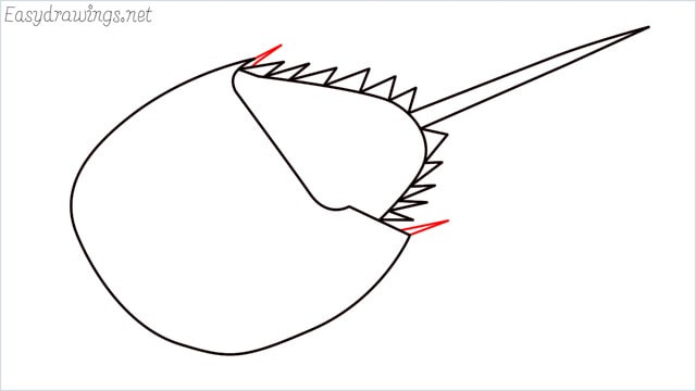 how to draw a horseshoe crab step (6)