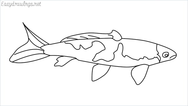 how to draw a koi fish
