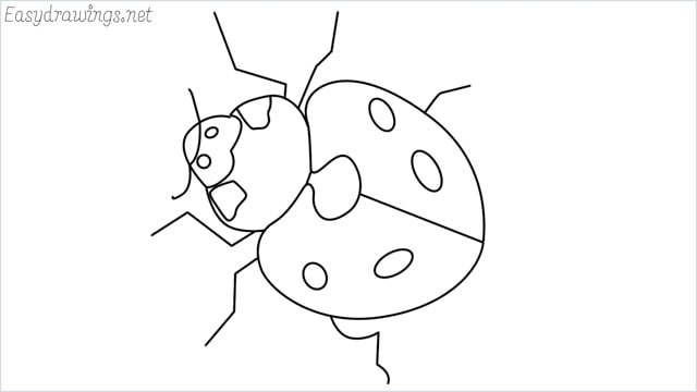 how to draw a ladybug step by step