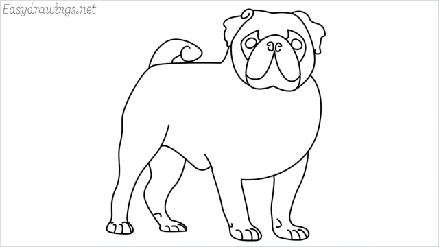 how to draw a pug step by step