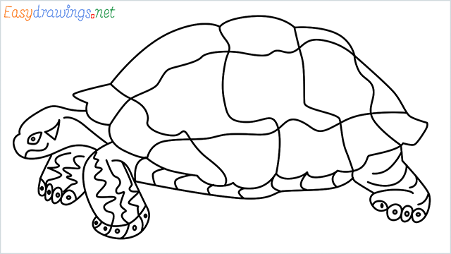 how to draw a sea turtle step by step for beginners
