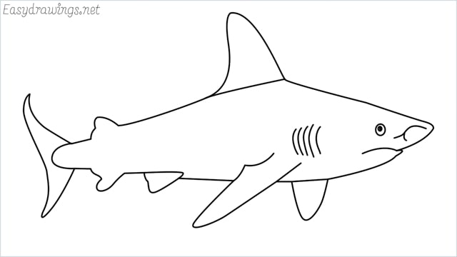how to draw a shark