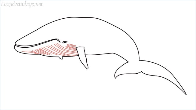how to draw a whale step (10)