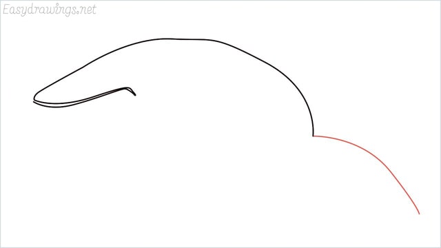 how to draw a whale step (3)