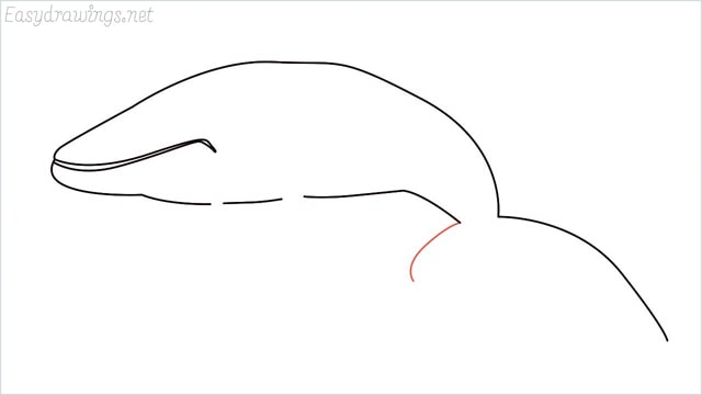 how to draw a whale step (5)