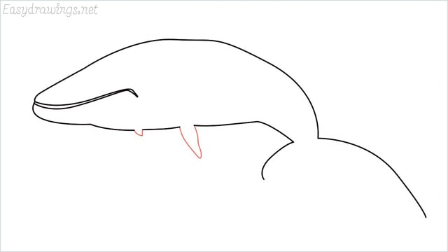 how to draw a whale step (6)