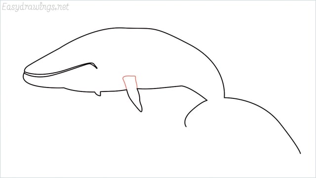 how to draw a whale step (7)