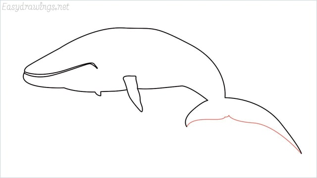 how to draw a whale step (8)