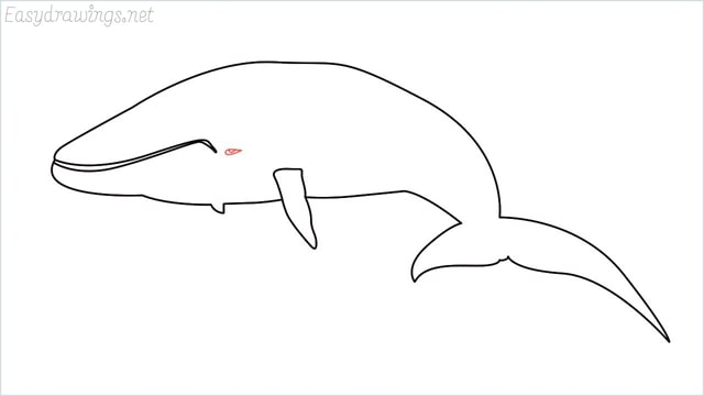 how to draw a whale step (9)