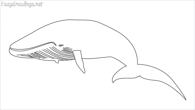 how to draw a whale