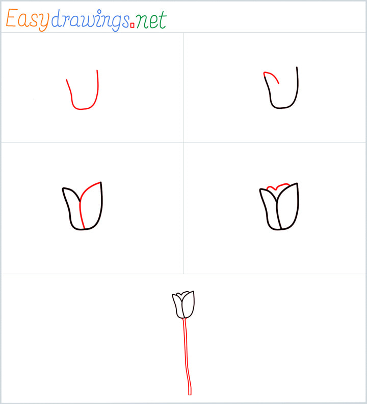 all in one steps for Tulip flower drawing