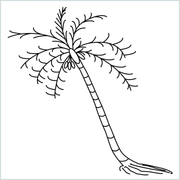 How to draw a coconut tree step by step for beginners